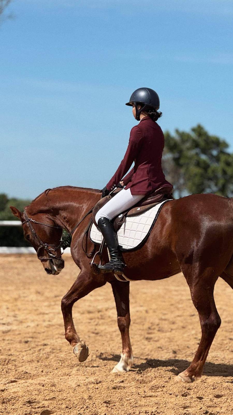 Dressage équestre